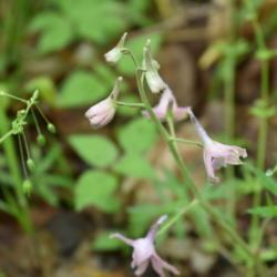 Location: Kentucky
Date: 2018-05-05
The only pink larkspur I've seen in this area