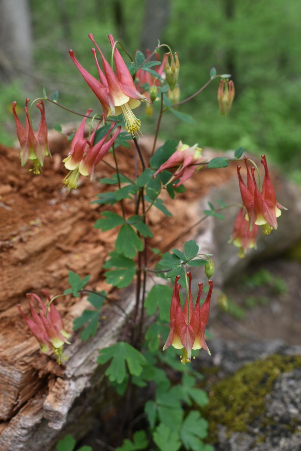 Photo of Eastern Red Columbine (Aquilegia canadensis) uploaded by oranges