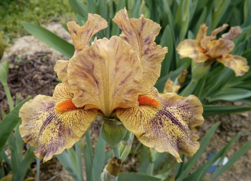 Photo of Intermediate Bearded Iris (Iris 'Logo') uploaded by Islandview