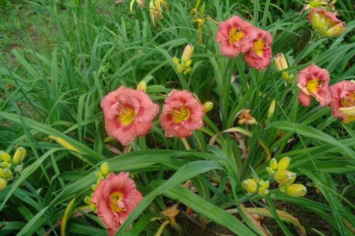 Photo of Daylily (Hemerocallis 'Rose Corsage') uploaded by Joy
