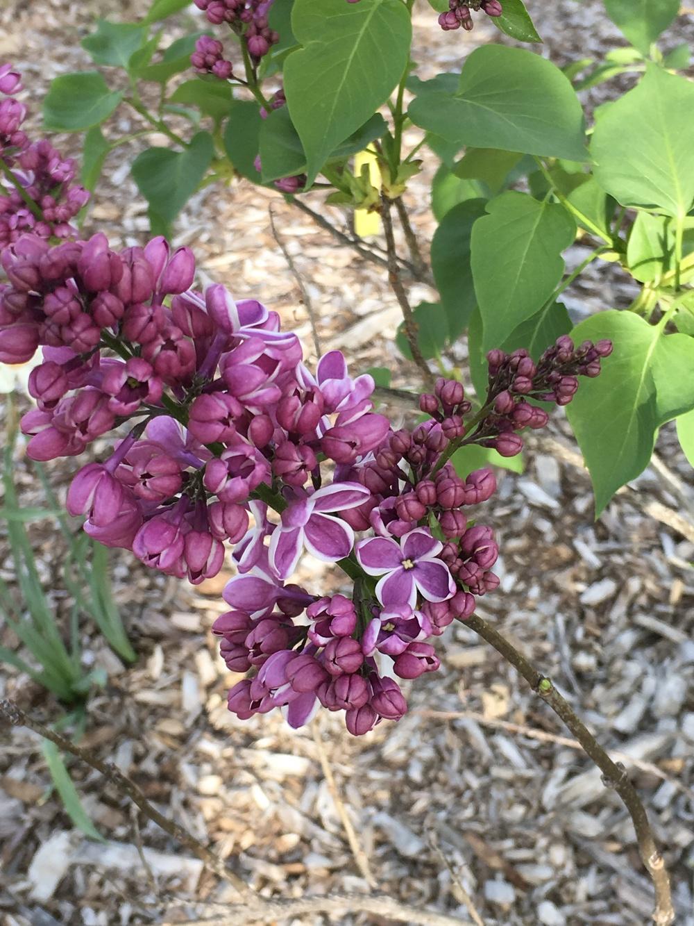 Photo of Common Lilac (Syringa vulgaris 'Sensation') uploaded by Legalily