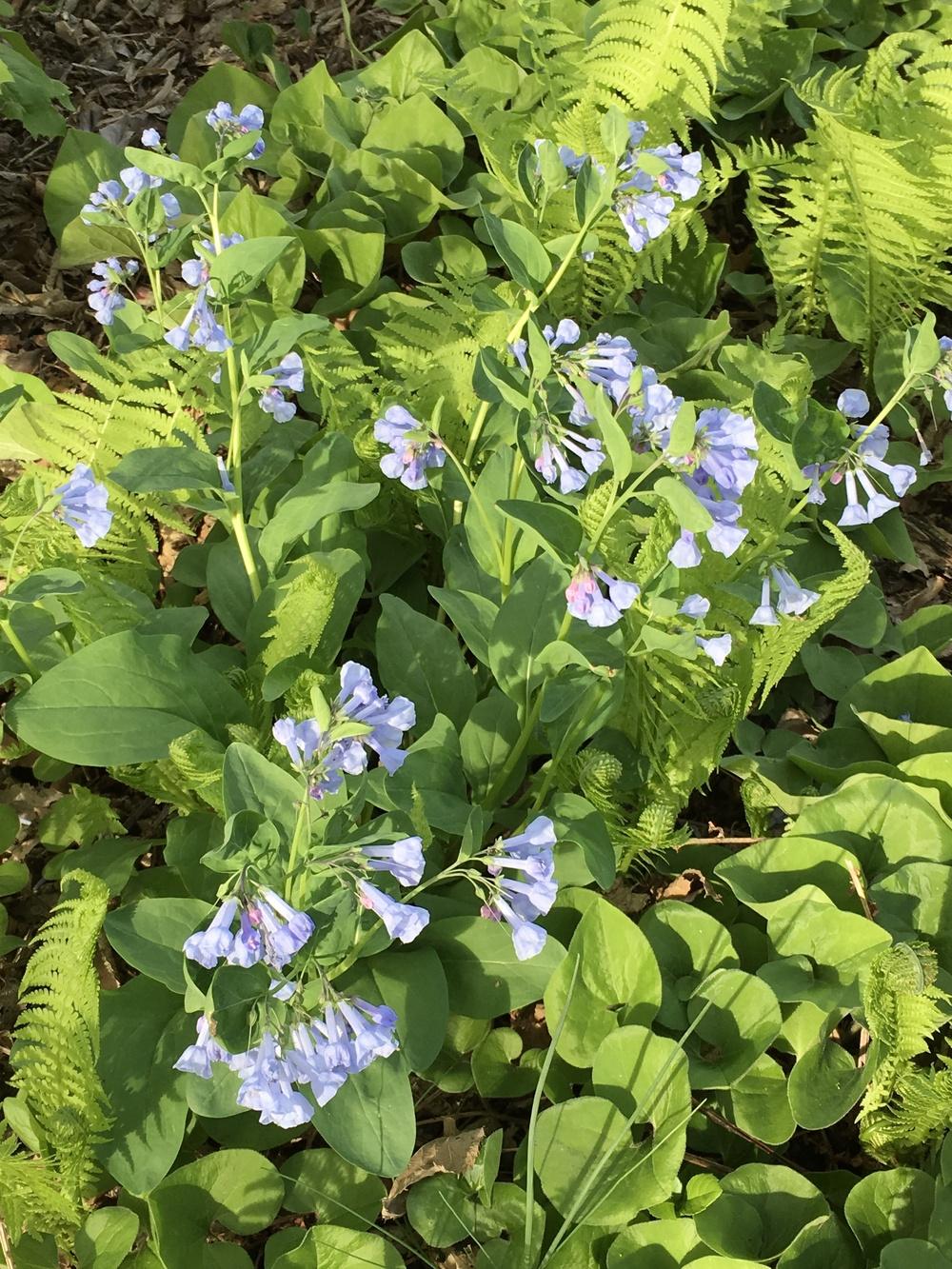 Photo of Virginia Bluebells (Mertensia virginica) uploaded by Legalily