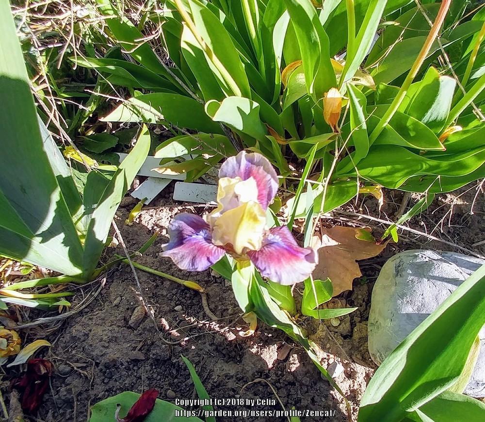 Photo of Standard Dwarf Bearded Iris (Iris 'Rainbow Rim') uploaded by Zencat