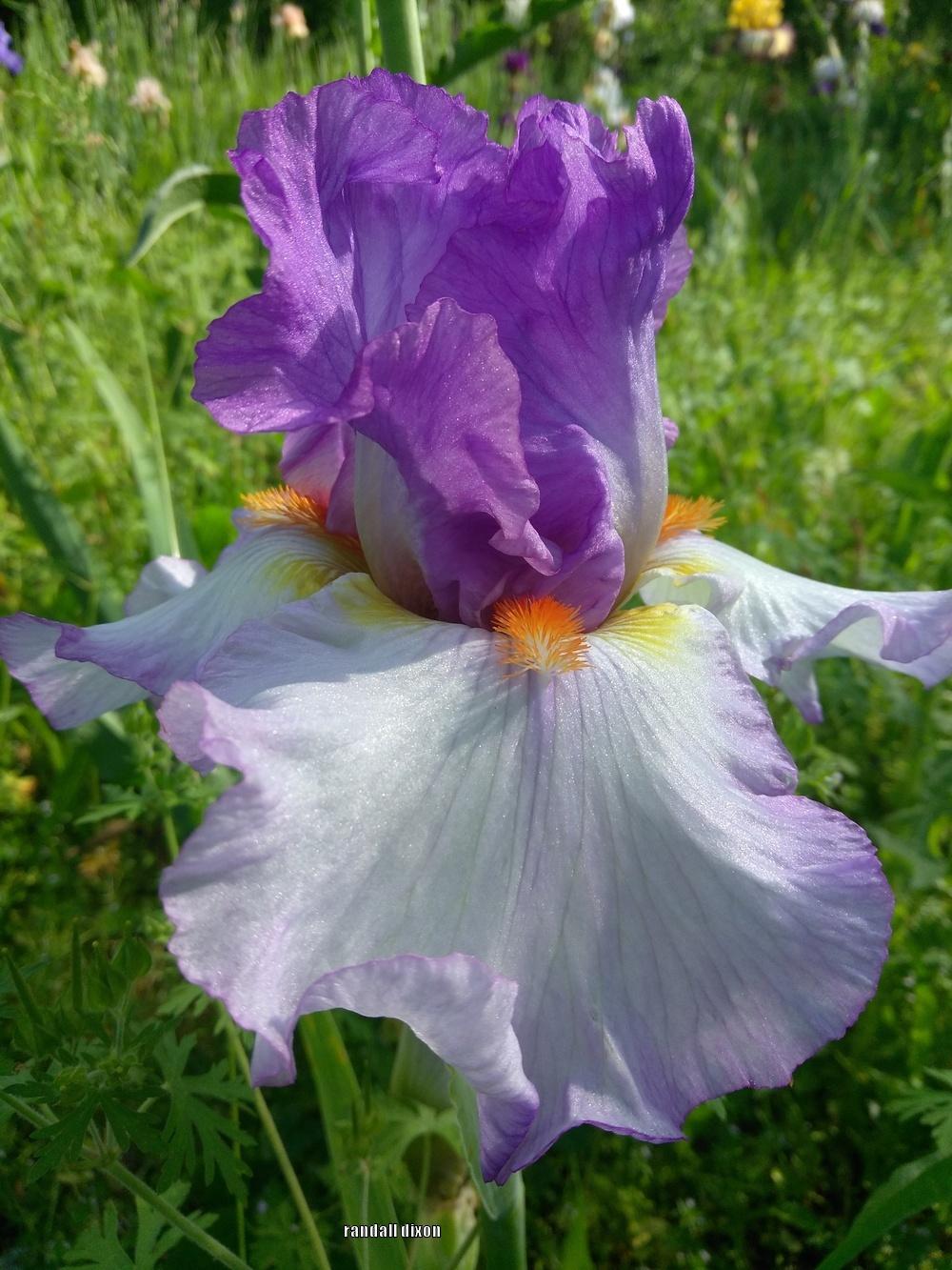 Photo of Tall Bearded Iris (Iris 'Mountain Halo') uploaded by arilbred