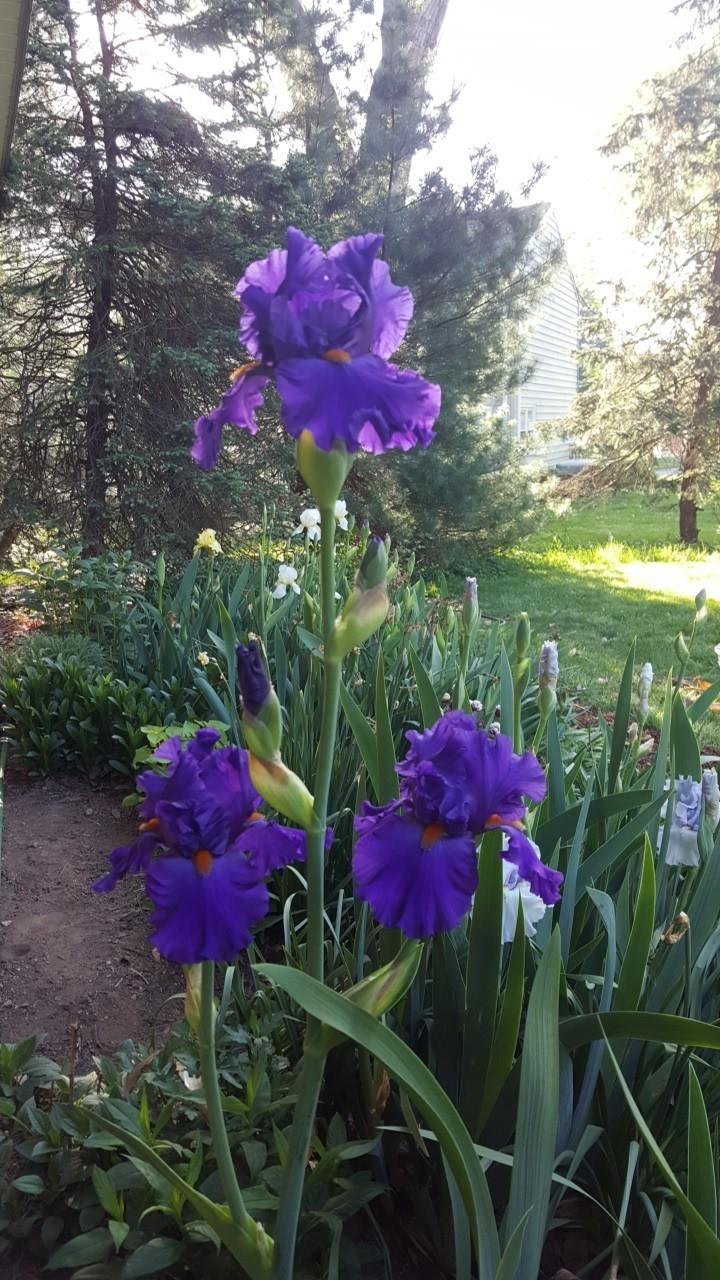 Photo of Tall Bearded Iris (Iris 'Paul Black') uploaded by cwwilson3