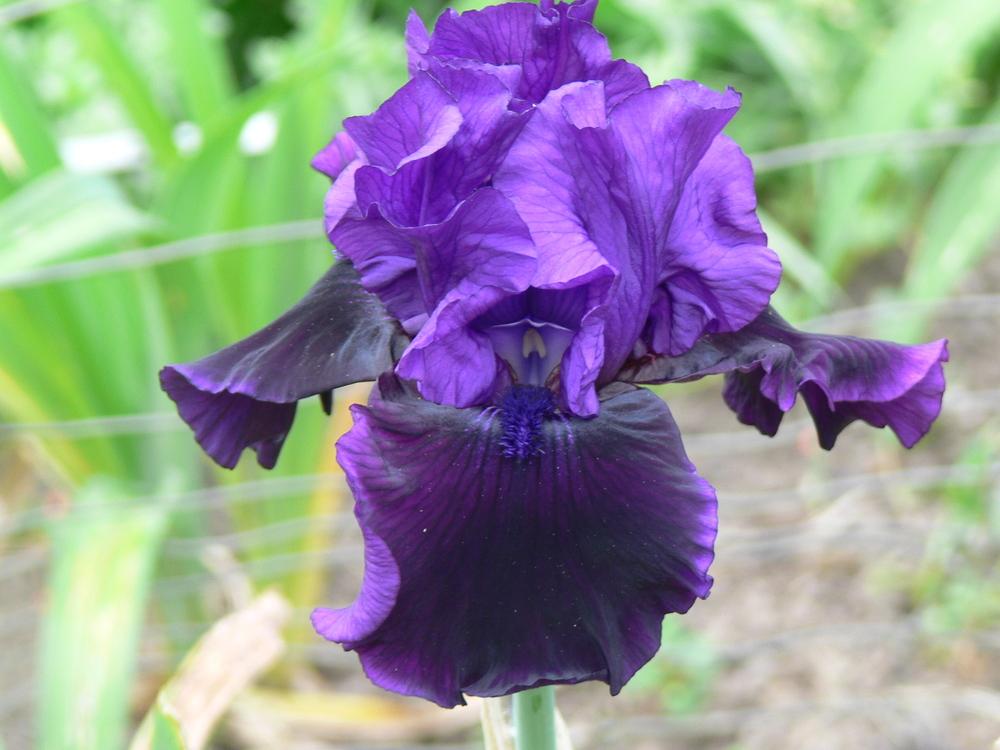 Photo of Tall Bearded Iris (Iris 'Midnight Treat') uploaded by janwax