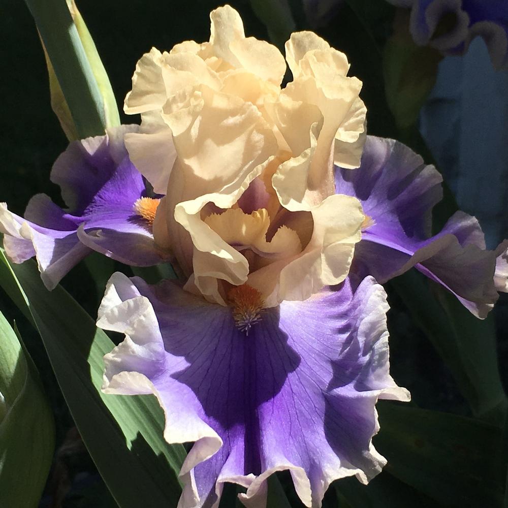 Photo of Tall Bearded Iris (Iris 'Wishes Granted') uploaded by lilpod13