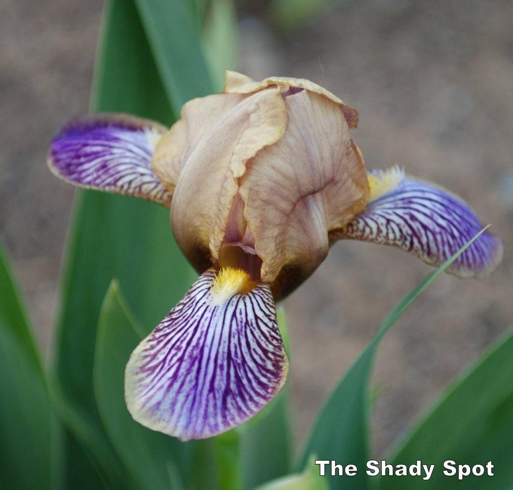 Photo of Miniature Tall Bearded Iris (Iris 'Persona') uploaded by lovemyhouse