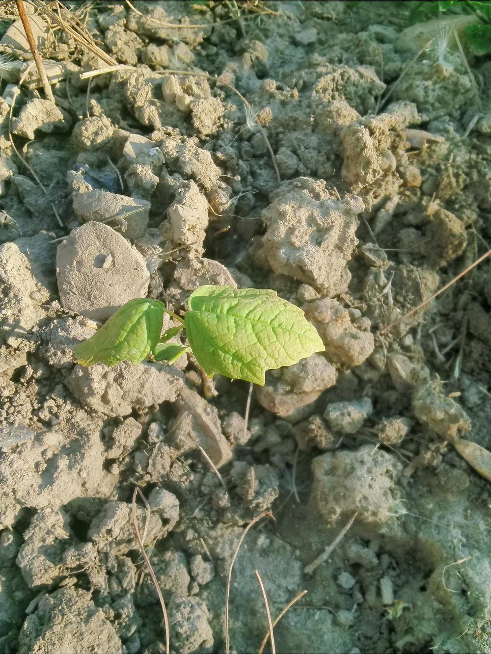 Photo of Sugar Maple (Acer saccharum) uploaded by m33jones2