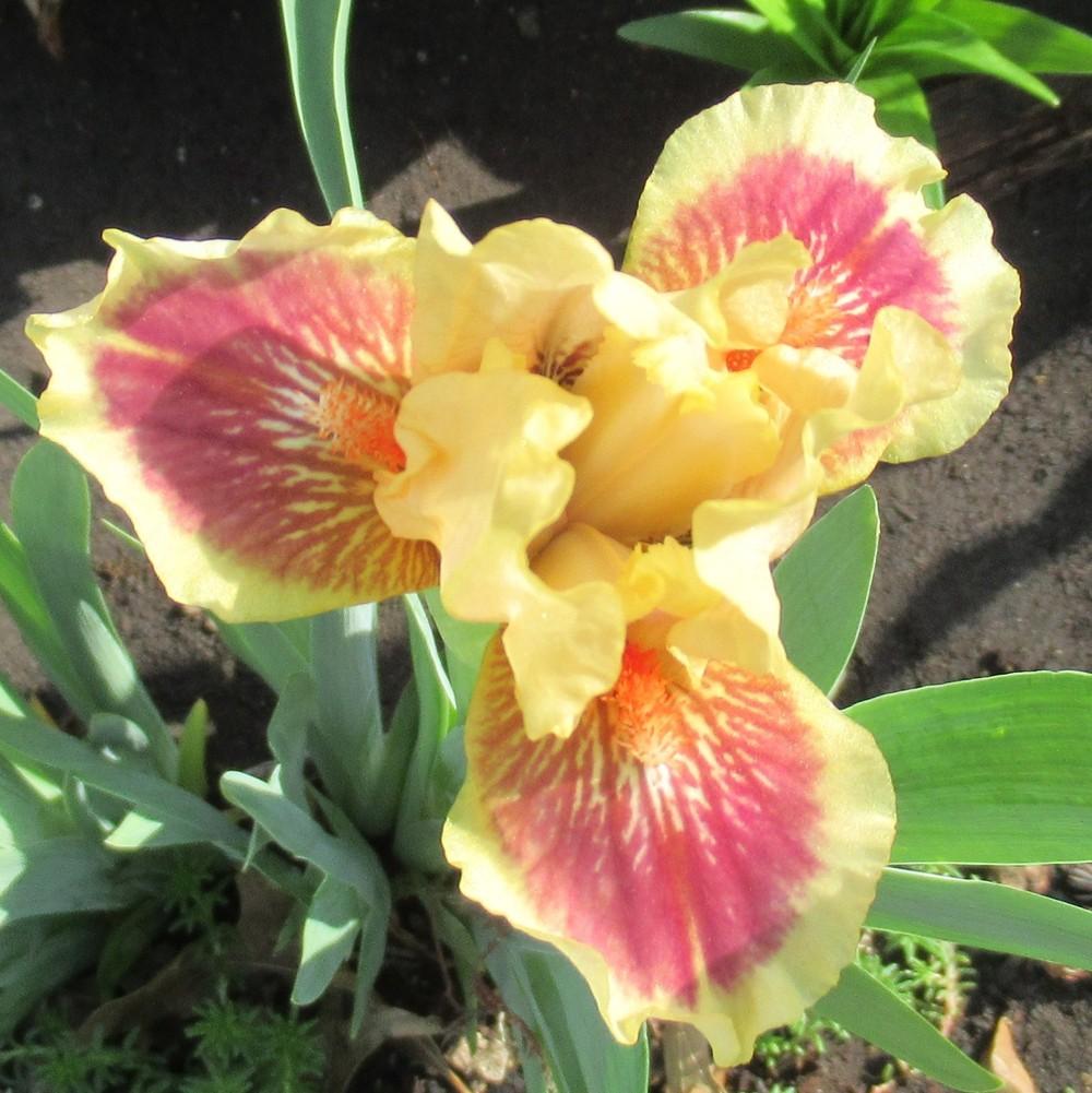 Photo of Standard Dwarf Bearded Iris (Iris 'Eye of the Tiger') uploaded by stilldew