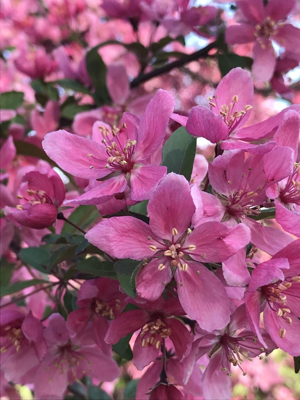 Photo of Crabapple (Malus 'Prairie Fire') uploaded by Legalily