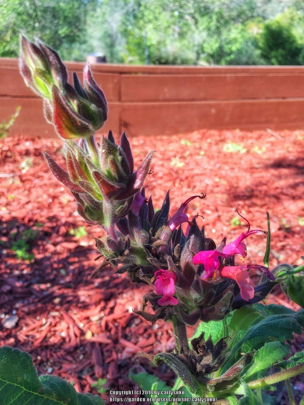 Photo of Crimson Pitcher Sage (Salvia spathacea) uploaded by carlysuko