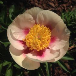 Location: My garden, Pequea, Pennsylvania USA
Date: 2018-05-09
First bloom on a first year plant from Adelman Peony Gardens