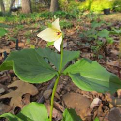 Location: Lucketts, Loudoun County, Virginia
Date: 2018-05-02
white form in bloom