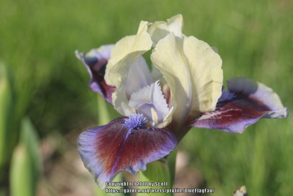 Photo of Standard Dwarf Bearded Iris (Iris 'Rainbow Rim') uploaded by BlueFlagFan