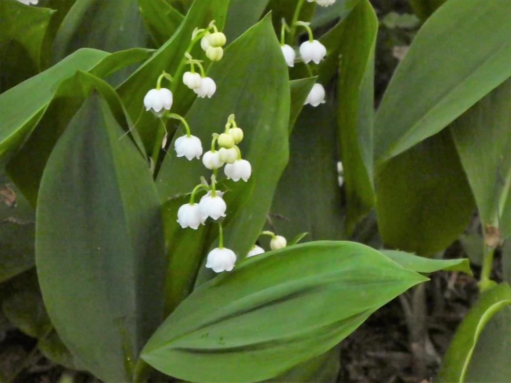 Photo of Lilies of the Valley (Convallaria) uploaded by Bonehead