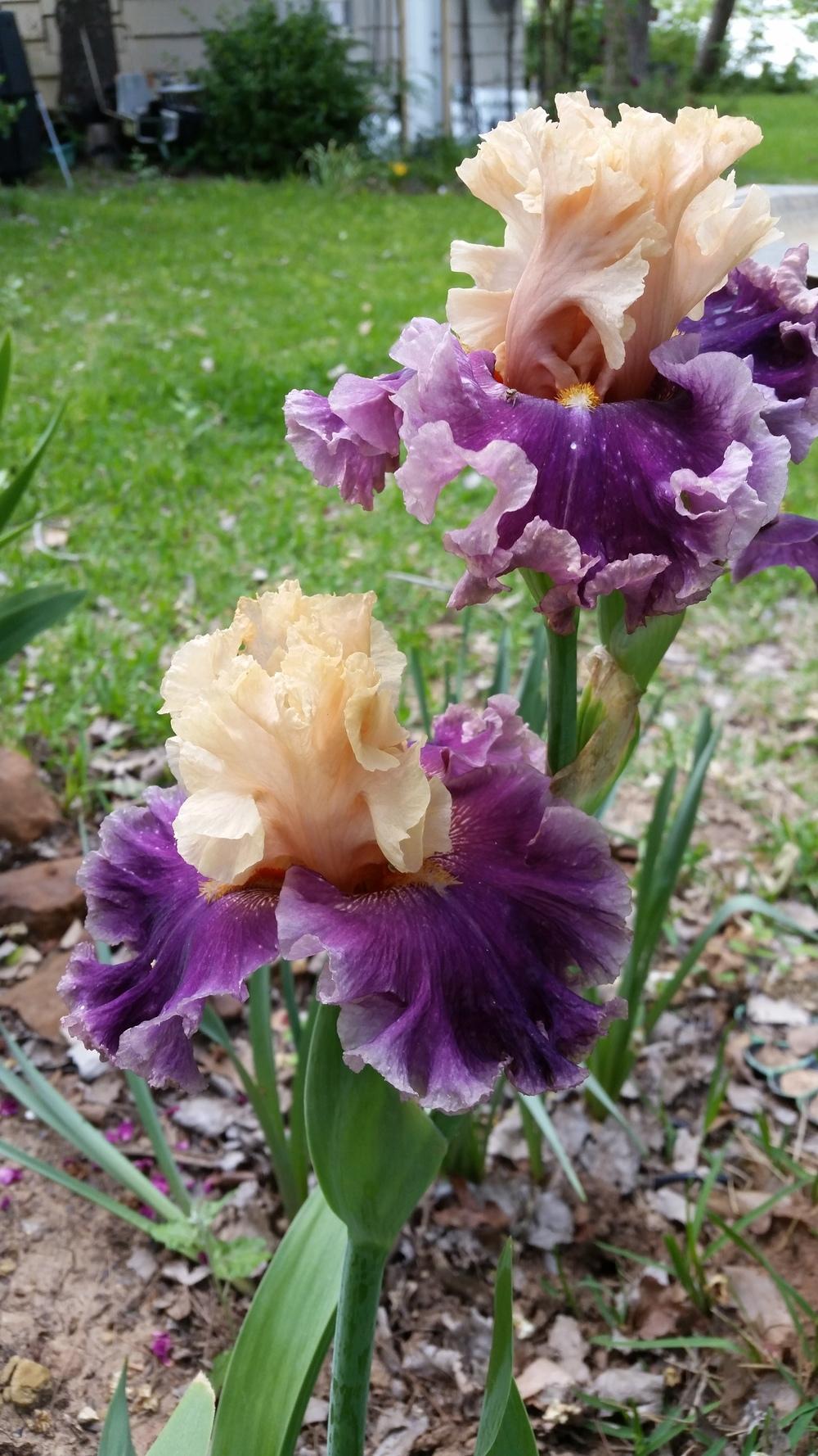 Photo of Tall Bearded Iris (Iris 'Roaring Twenties') uploaded by FAIRYROSE