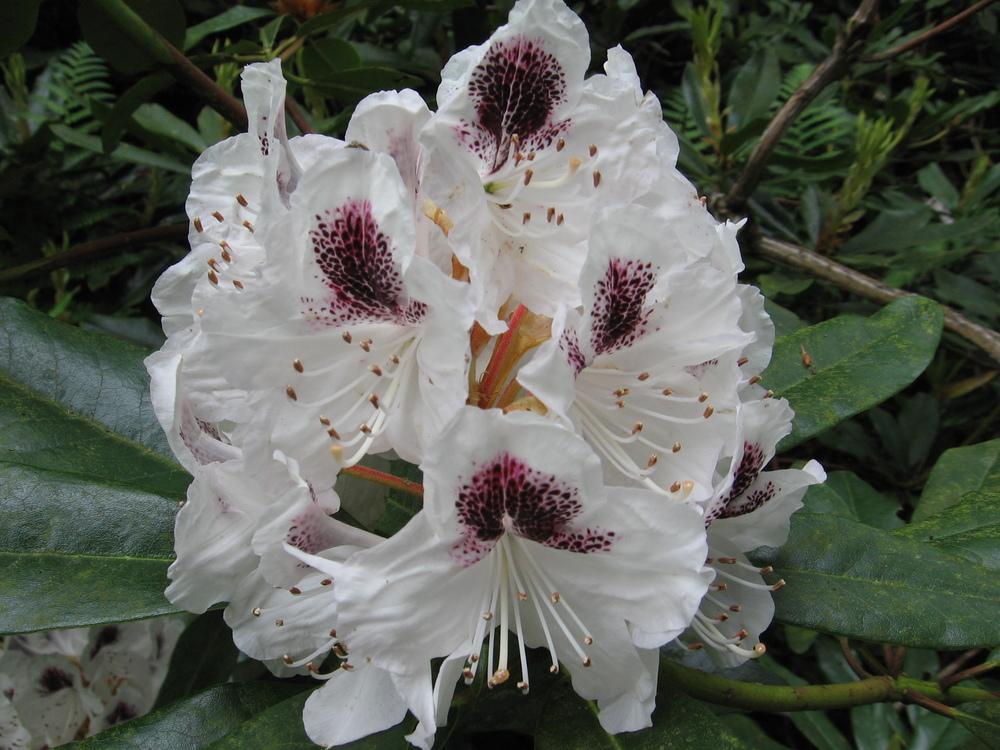 Photo of Rhododendron 'Sappho' uploaded by Yorkshirelass