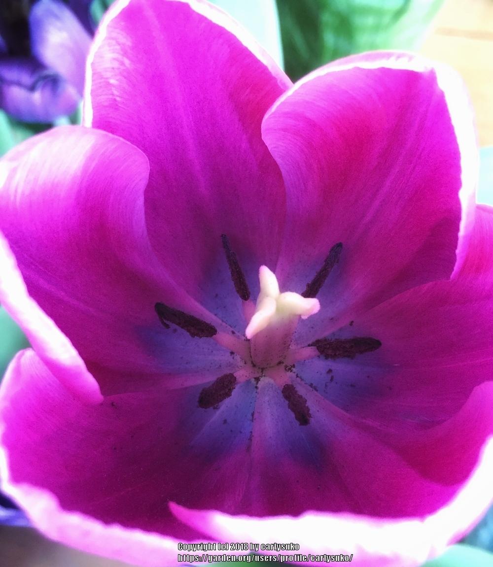Photo of Tulips (Tulipa) uploaded by carlysuko