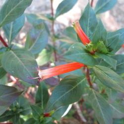 Location: Kyle, Texas
Date: 2018-05-11
A favorite hummingbird plant