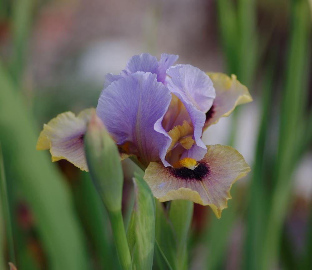 Photo of Arilbred Iris (Iris 'Eye to Eye') uploaded by evermorelawnless