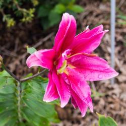 Location: Clinton, Michigan 49236
Date: 2017-07-13
"Lilium 'Elena', 2017, Double [Oriental Hybrid Lily] or [Rose] Li
