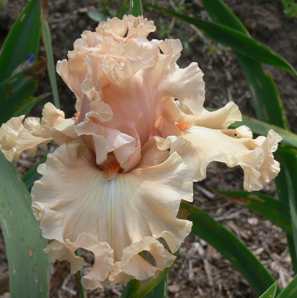 Photo of Tall Bearded Iris (Iris 'Coralina') uploaded by janwax