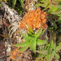 Location: Baja California
Aloe mite infestation