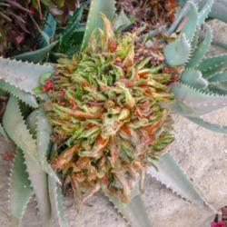 Location: Baja California
Date: 2012-04-06
Aloe mite infestation