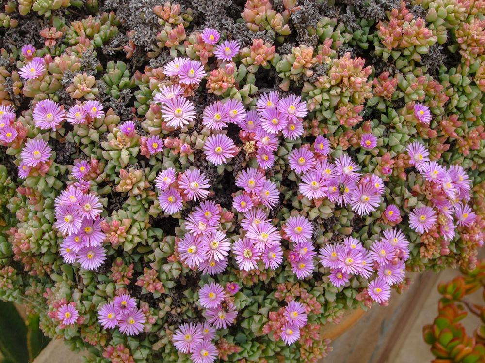 Photo of Pink Ice Plant (Oscularia deltoides) uploaded by Baja_Costero