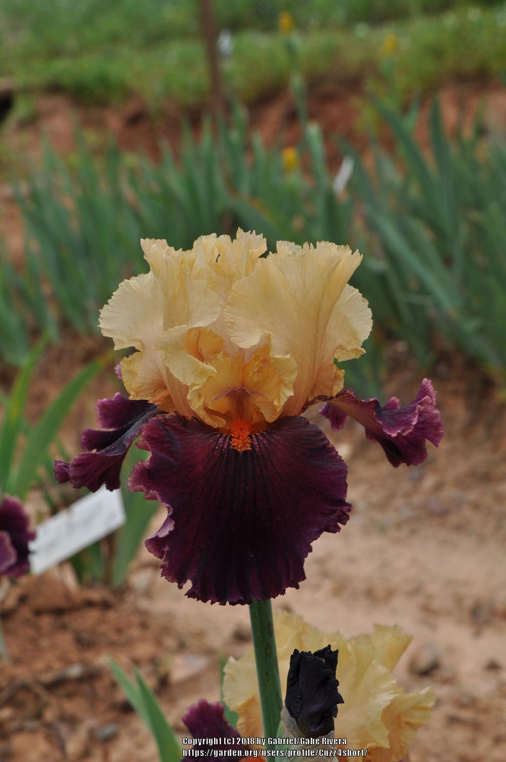 Photo of Tall Bearded Iris (Iris 'Ocelot') uploaded by Cuzz4short