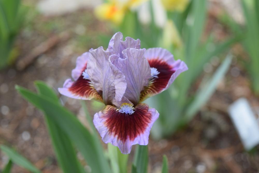 Photo of Standard Dwarf Bearded Iris (Iris 'Going in Circles') uploaded by Dachsylady86