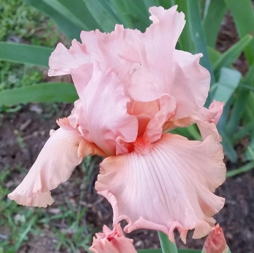 Photo of Tall Bearded Iris (Iris 'Blushing Kiss') uploaded by FAIRYROSE