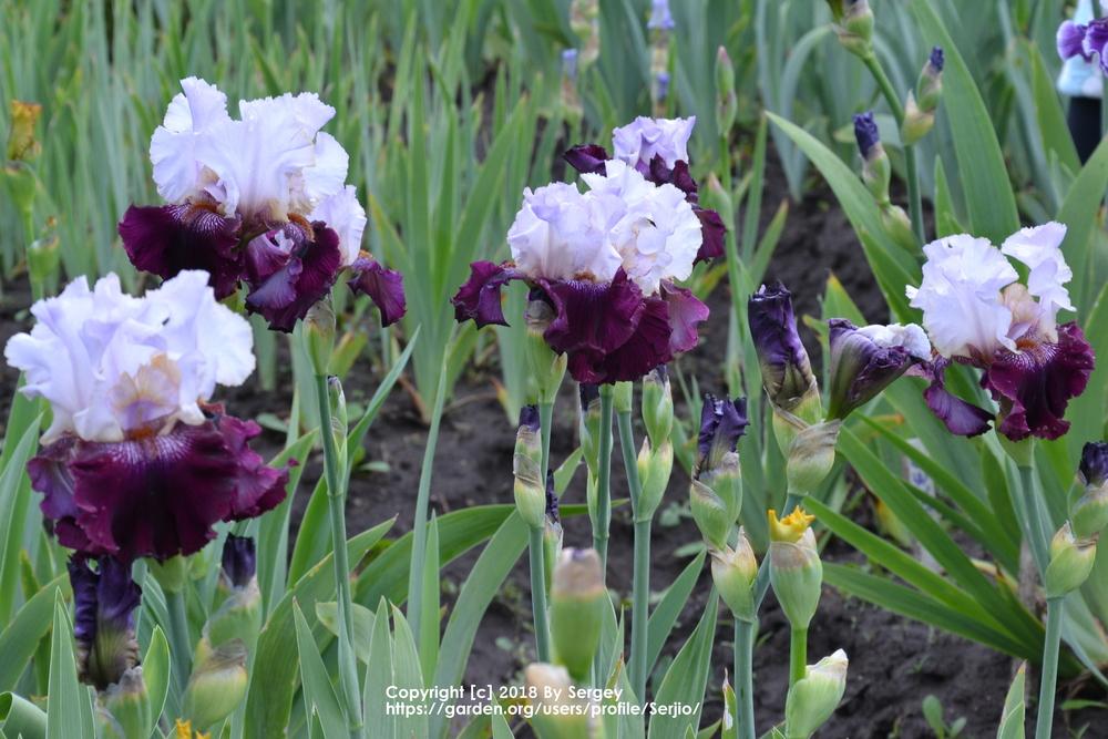 Photo of Tall Bearded Iris (Iris 'Kisses Like Wine') uploaded by Serjio