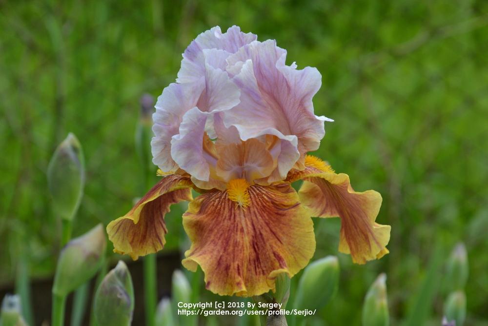Photo of Tall Bearded Iris (Iris 'Golly Gee Whiz') uploaded by Serjio