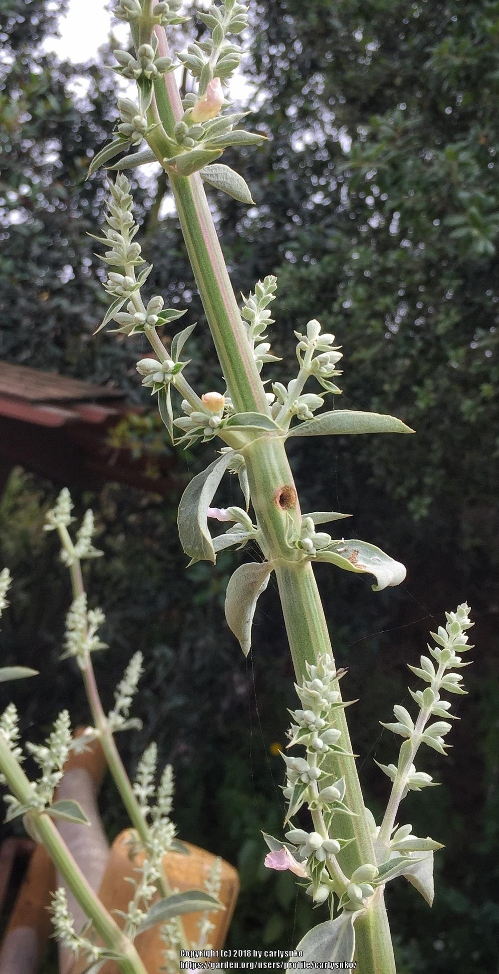 Photo of White Sage (Salvia apiana) uploaded by carlysuko