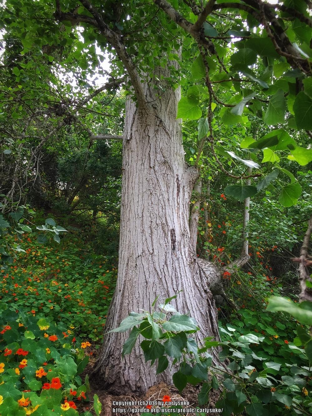 Photo of Fremont Cottonwood (Populus fremontii) uploaded by carlysuko