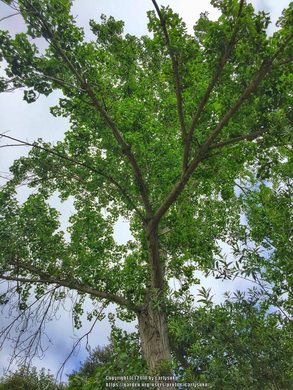 Photo of Fremont Cottonwood (Populus fremontii) uploaded by carlysuko