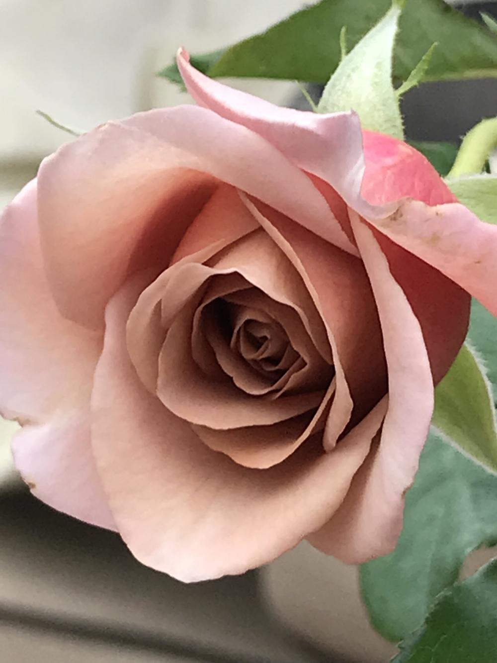 Photo of Rose (Rosa 'Koko Loko') uploaded by dana