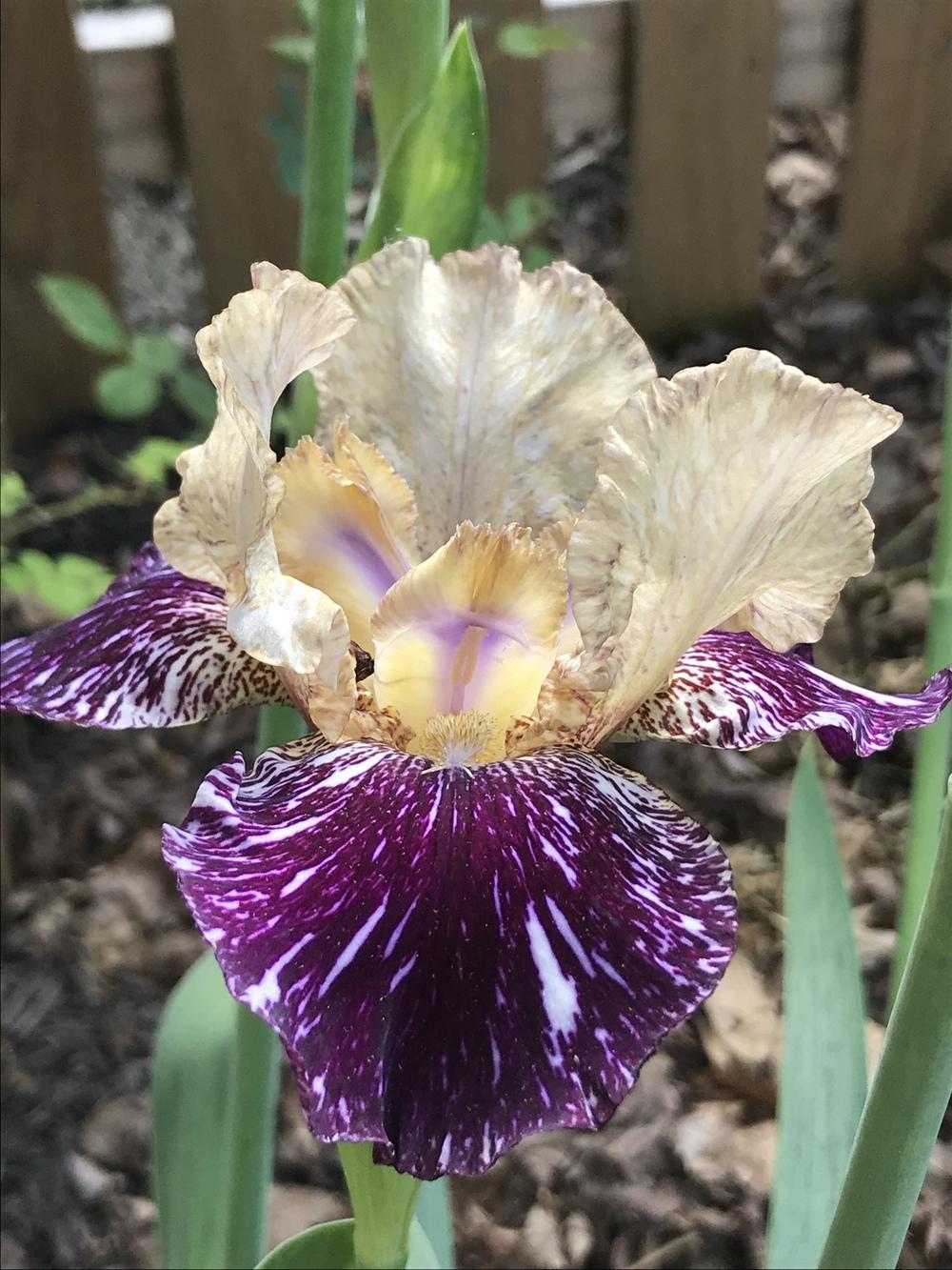 Photo of Tall Bearded Iris (Iris 'Gnus Flash') uploaded by dana
