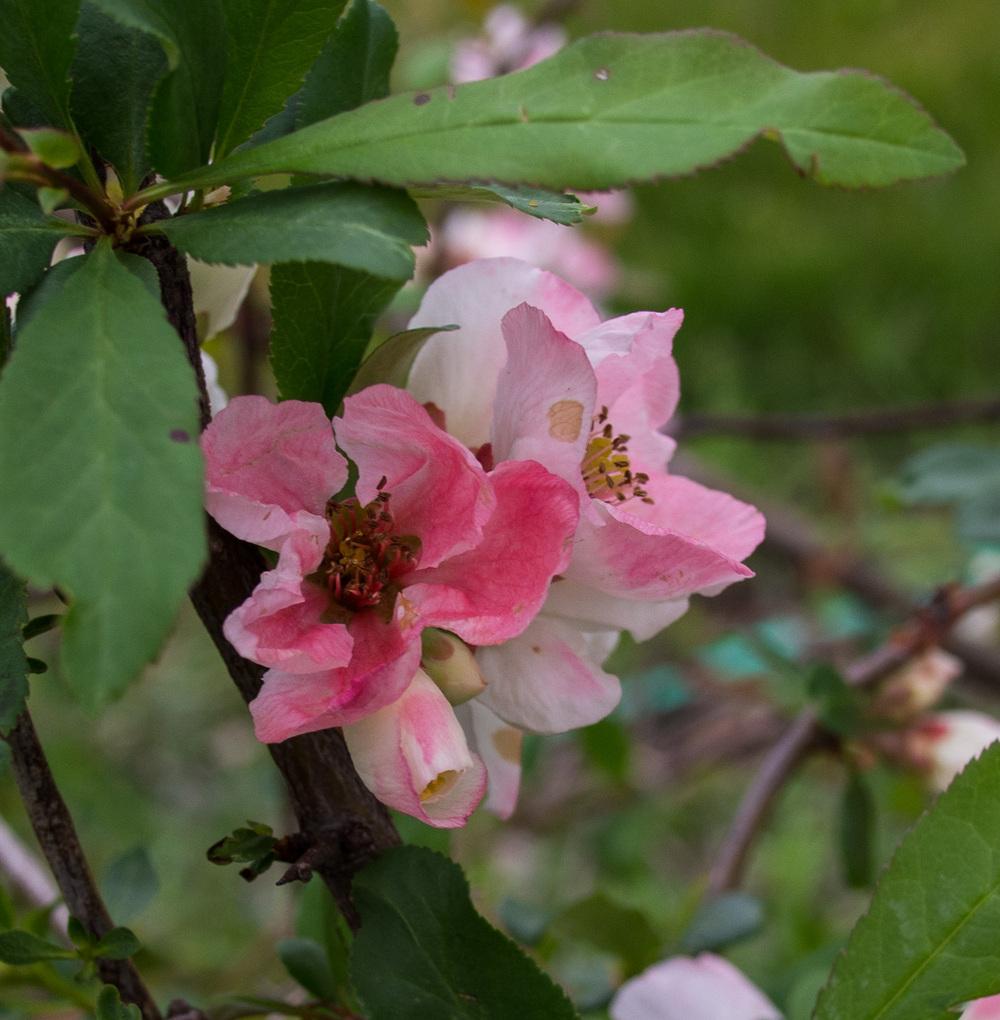 Photo of Flowering Quince (Chaenomeles speciosa 'Toyo-Nishiki') uploaded by frankrichards16