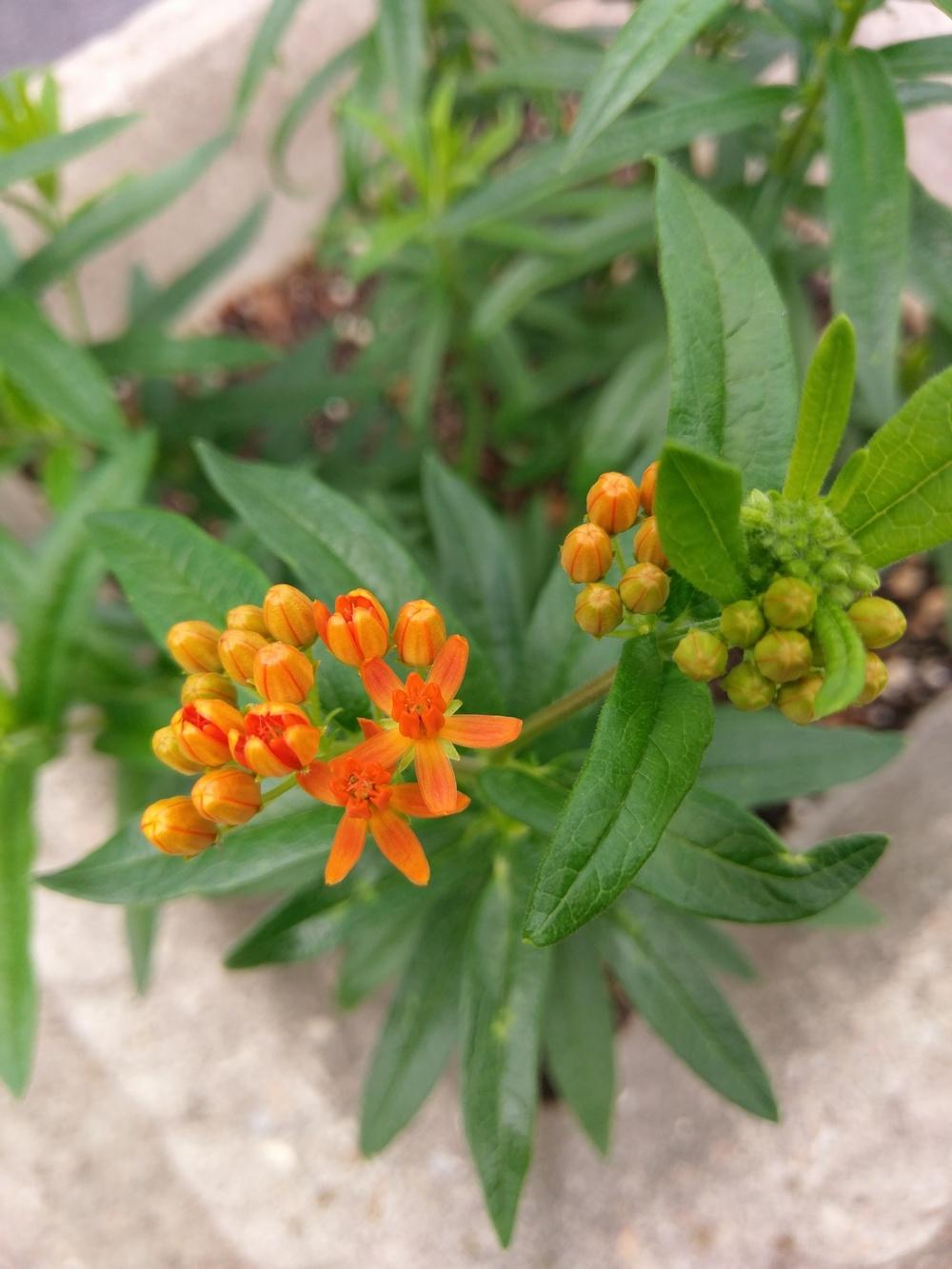 Photo of Butterfly Milkweed (Asclepias tuberosa) uploaded by gersonian
