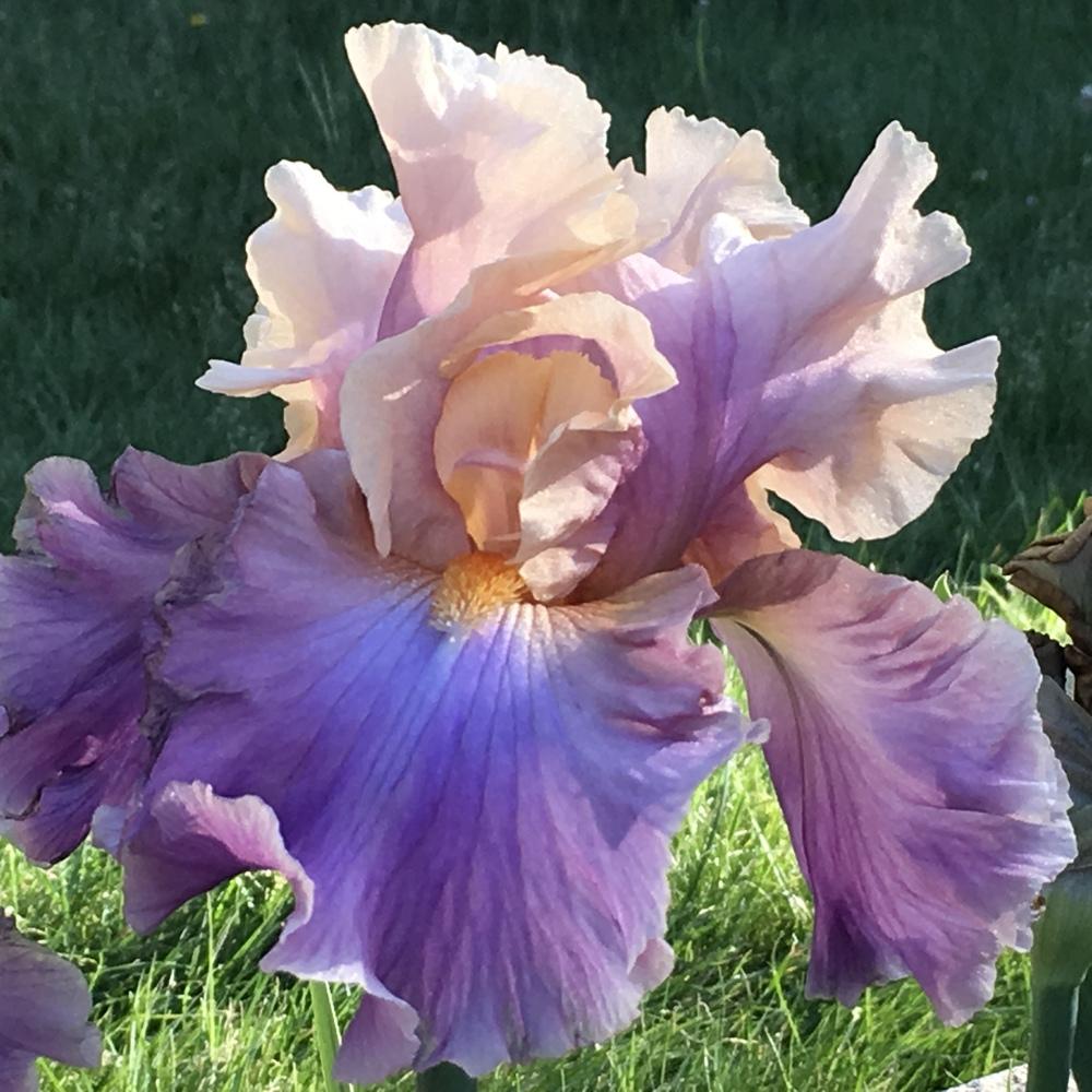 Photo of Tall Bearded Iris (Iris 'Chasing Rainbows') uploaded by lilpod13