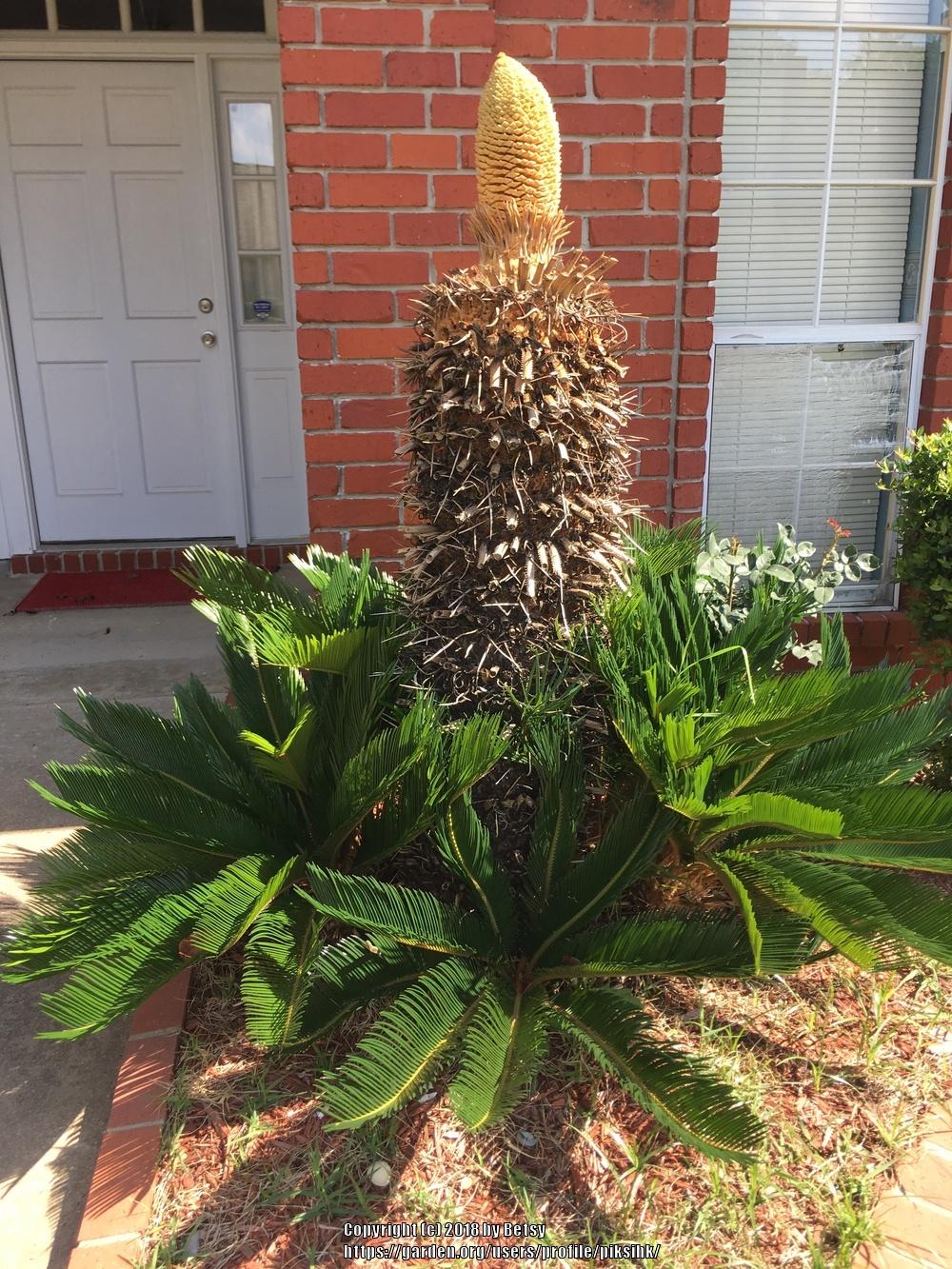 Photo of Sago Palm (Cycas revoluta) uploaded by piksihk