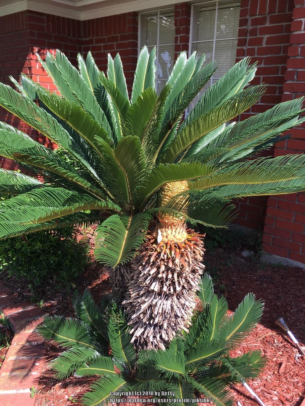 Photo of Sago Palm (Cycas revoluta) uploaded by piksihk