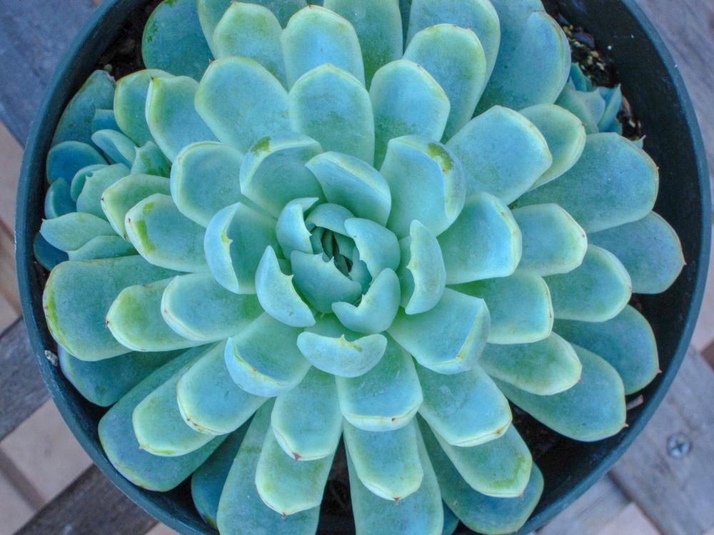 Photo of Mexican Snowball (Echeveria elegans) uploaded by Baja_Costero