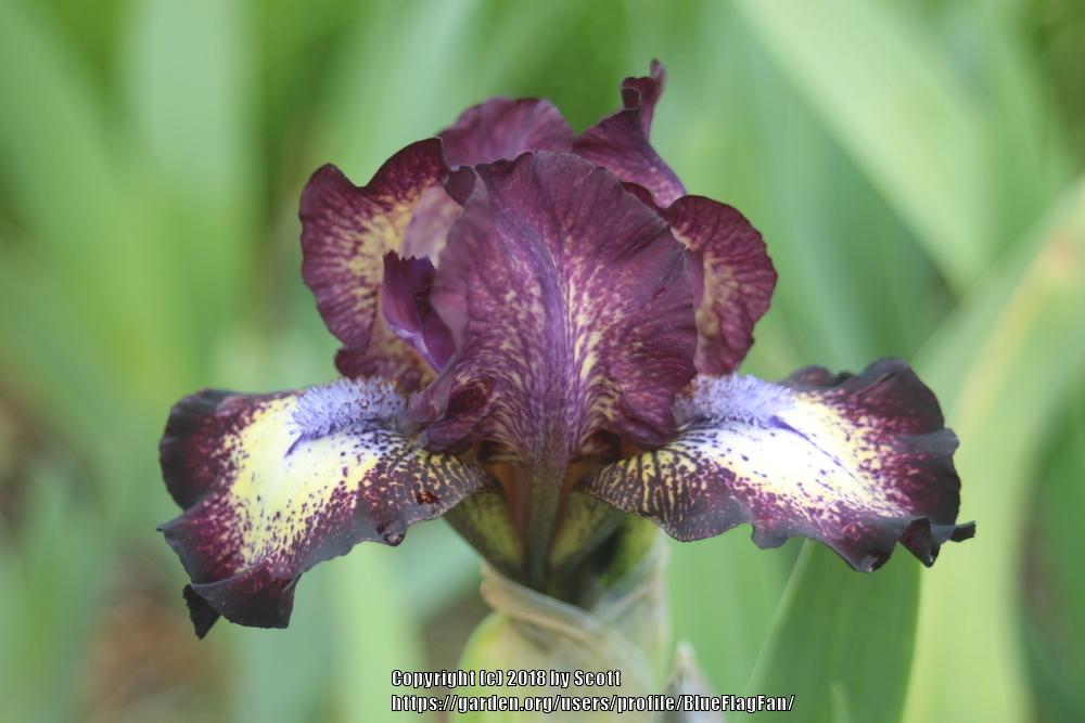 Photo of Standard Dwarf Bearded Iris (Iris 'Buster') uploaded by BlueFlagFan