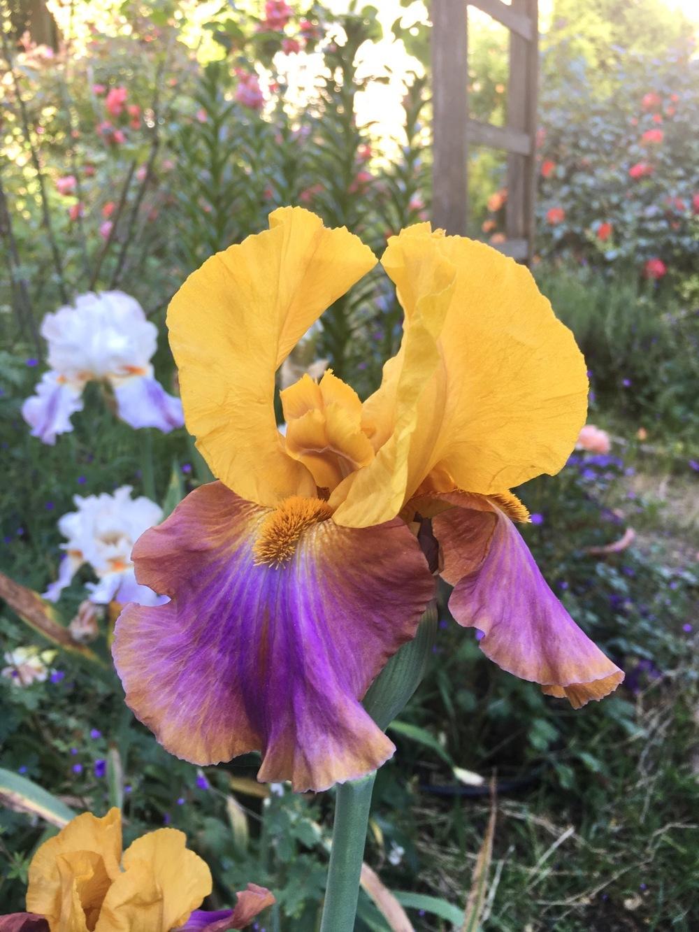 Photo of Tall Bearded Iris (Iris 'Megabucks') uploaded by Calif_Sue