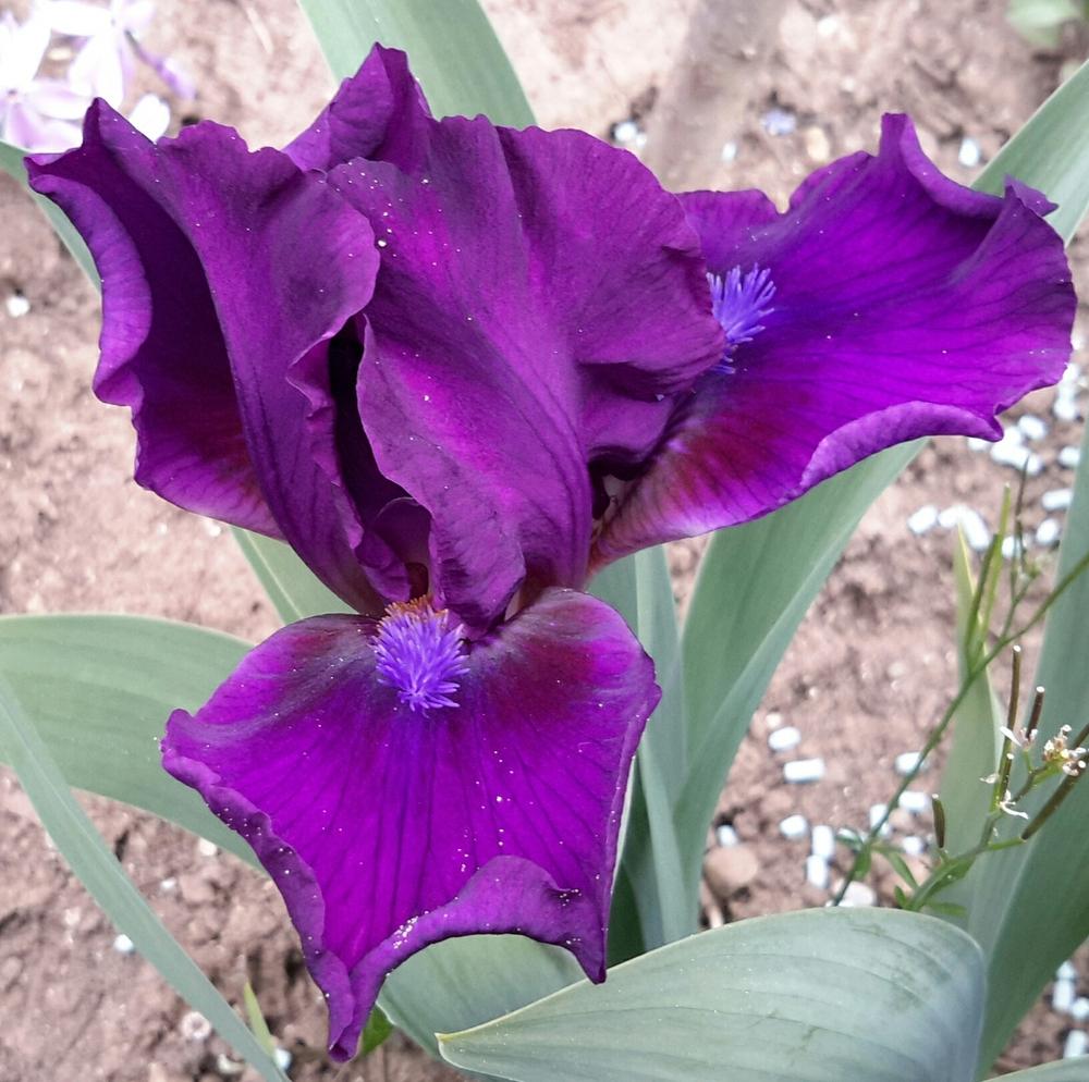Photo of Standard Dwarf Bearded Iris (Iris 'Bourgeois') uploaded by Hajue