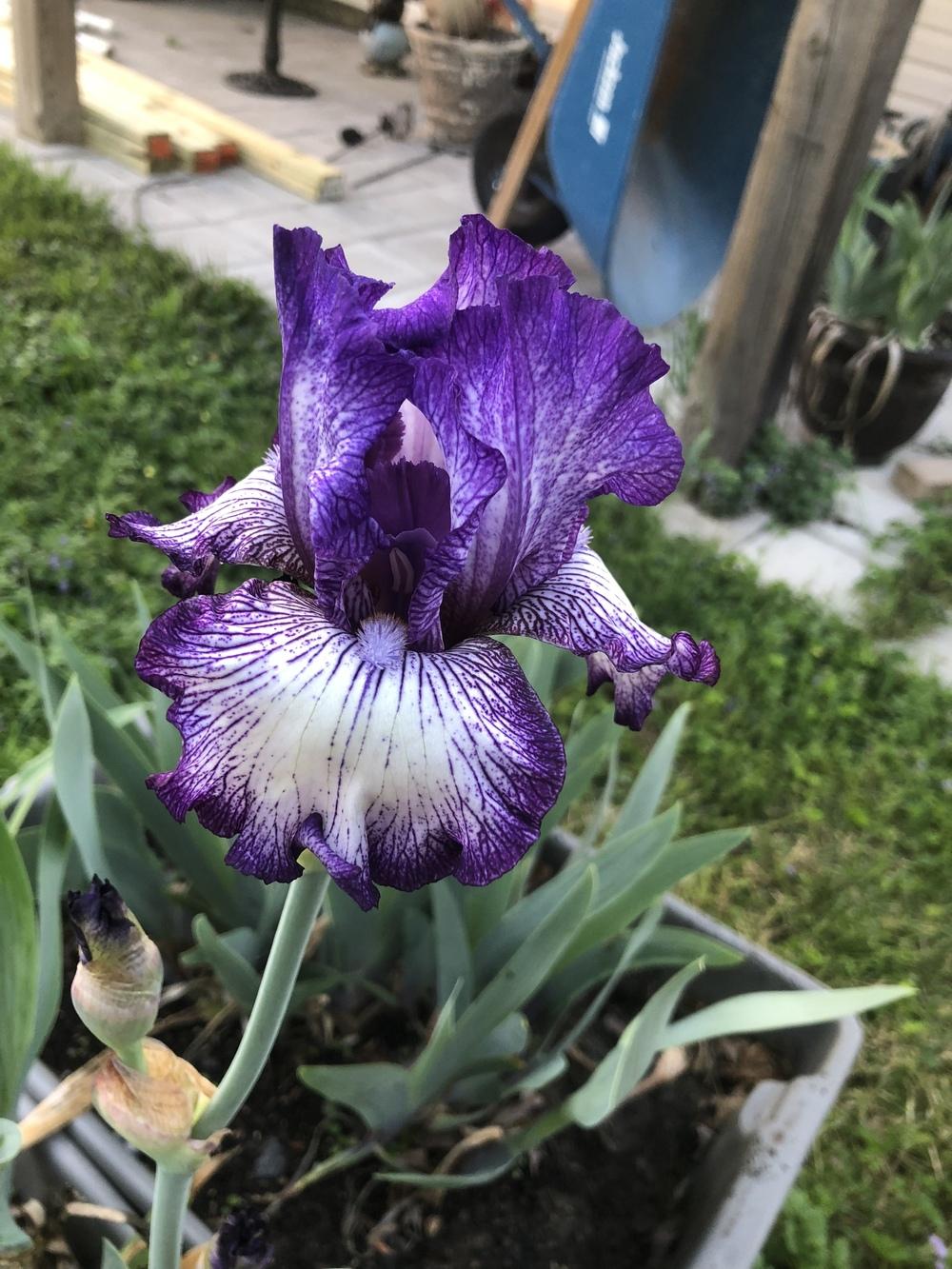 Photo of Tall Bearded Iris (Iris 'Autumn Circus') uploaded by Lilak421